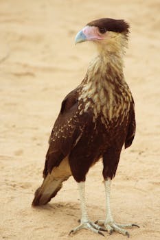 Close-up of a crested caracara standing on sand in Mapiripán, Colombia.